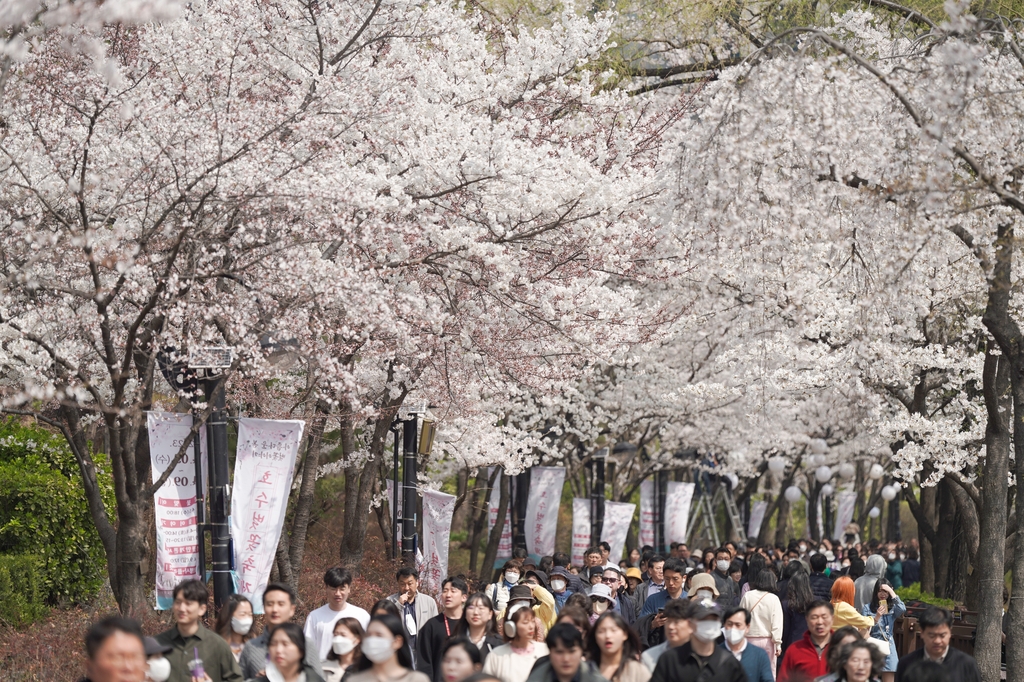 송파 석촌호수서 내달 5∼9일 벚꽃축제…1천여그루 만개