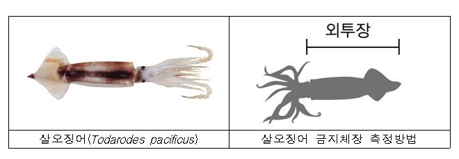 살오징어 두 달간 포획 금지…위반 어업인은 2천만원 이하 벌금