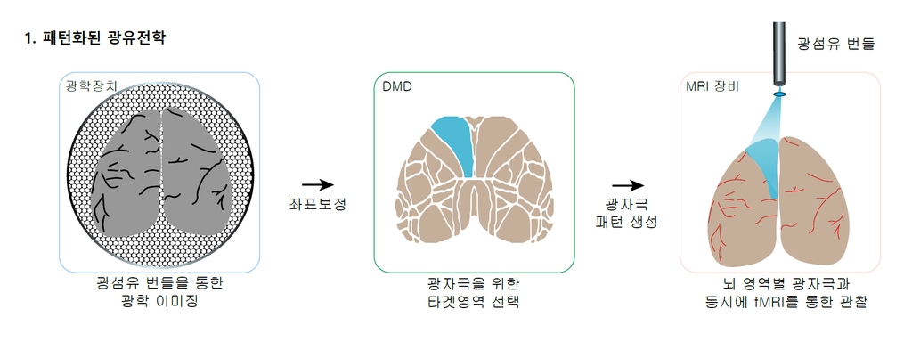 빔프로젝터 쏴 뇌 연결지도 만든다…뇌 회로 추출 새 방법 제시