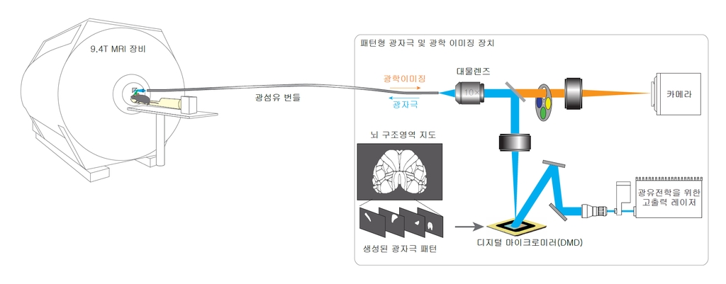 빔프로젝터 쏴 뇌 연결지도 만든다…뇌 회로 추출 새 방법 제시