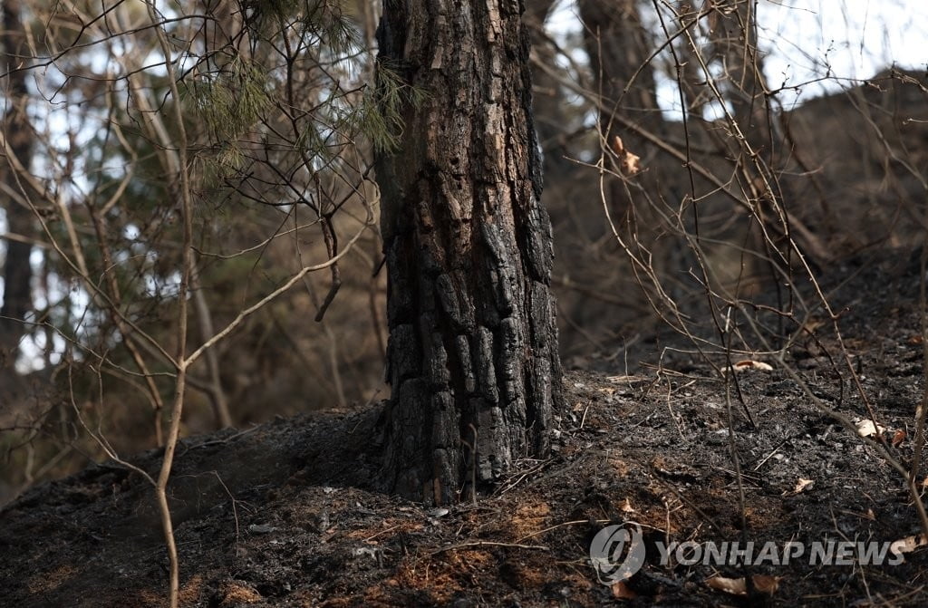 축구장 230개 면적 태운 합천 산불 주범 '담배꽁초'