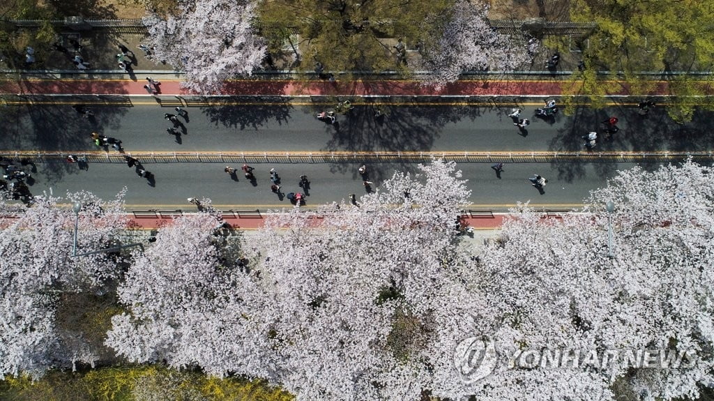 "봄꽃 보러 갈까?"…4년 만에 '여의도 벚꽃' 제대로 본다