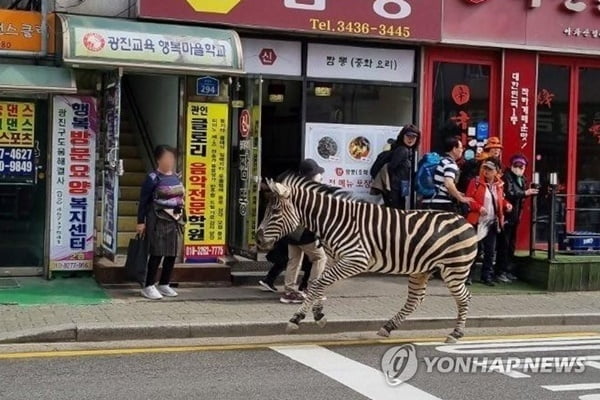 글로벌 스타 된 얼룩말 '세로'…동물권 보장 목소리도