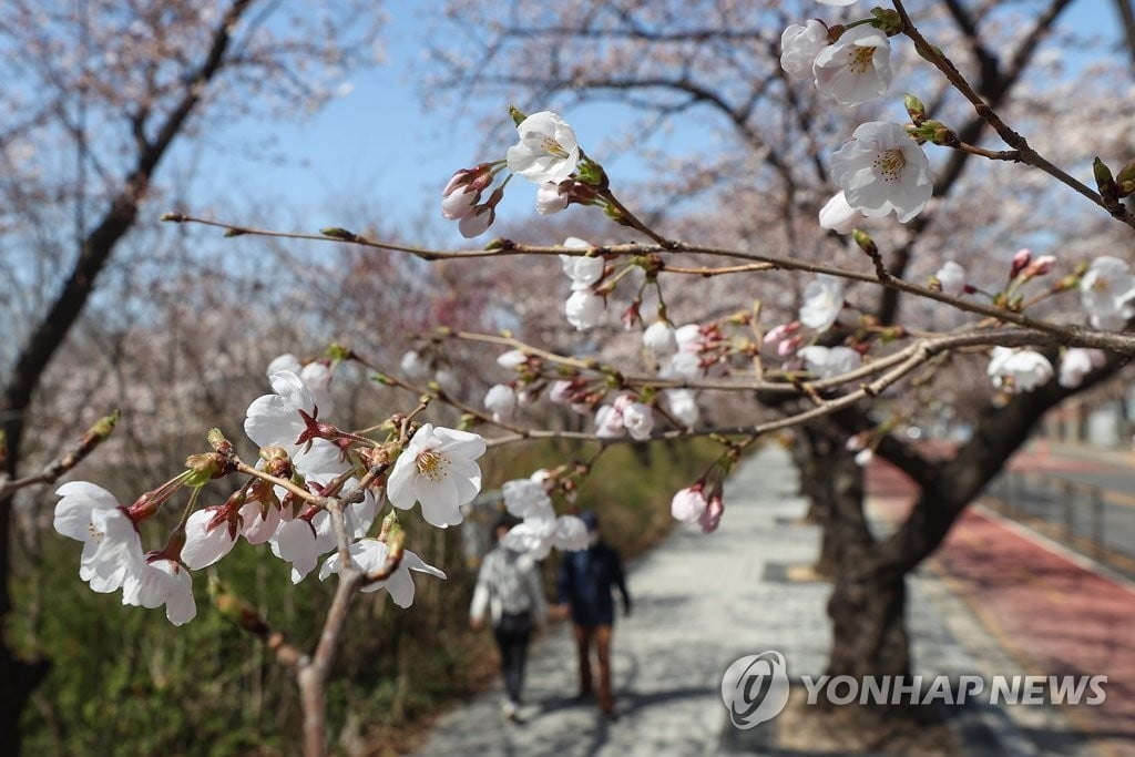 성급하게 온 봄에 서울 곳곳 꽃놀이 인파 '북적'