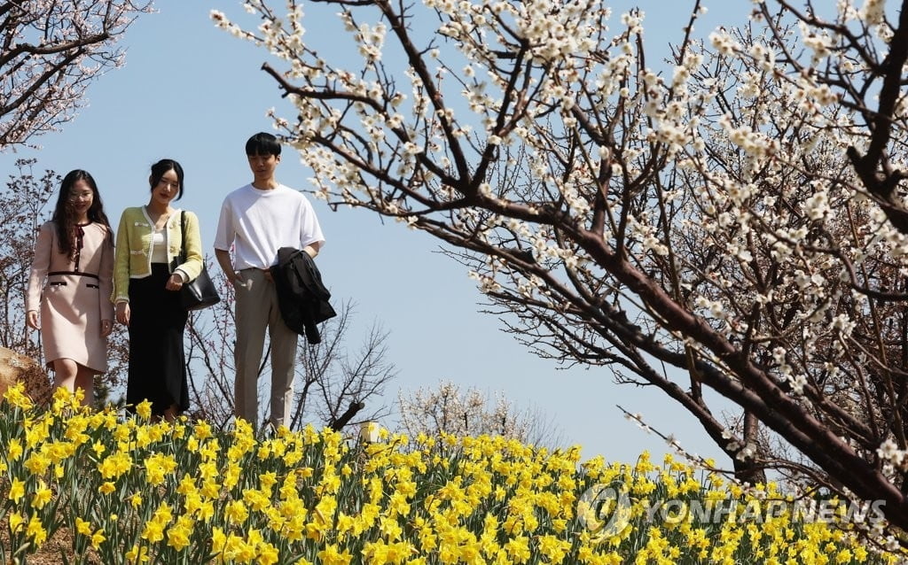 "축제 1주일 남았는데 벚꽃은 만개"...지자체들 울상