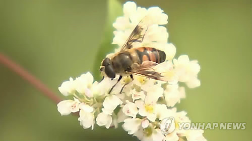 기상이변 대응 꿀벌 보호에 농진청 등 5개 부처 맞손