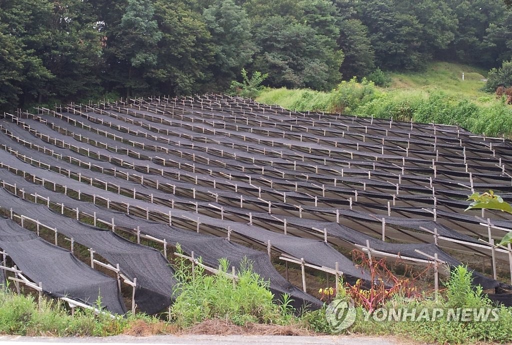 대형 하나로마트서 연중 5차례 인삼 할인행사…"소비 촉진"