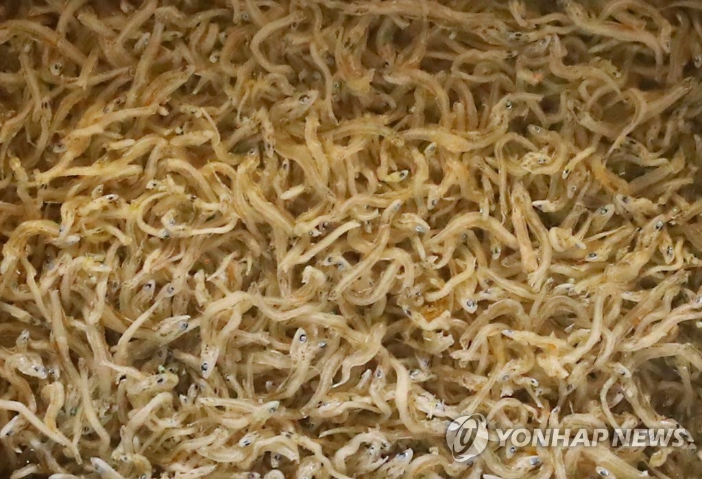건멸치·살오징어 가격 작년보다 30% 증가…"어획량 부진 원인"