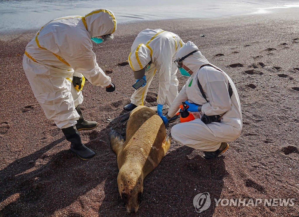 조류독감 확산에 페루 바다사자 3천여마리 떼죽음