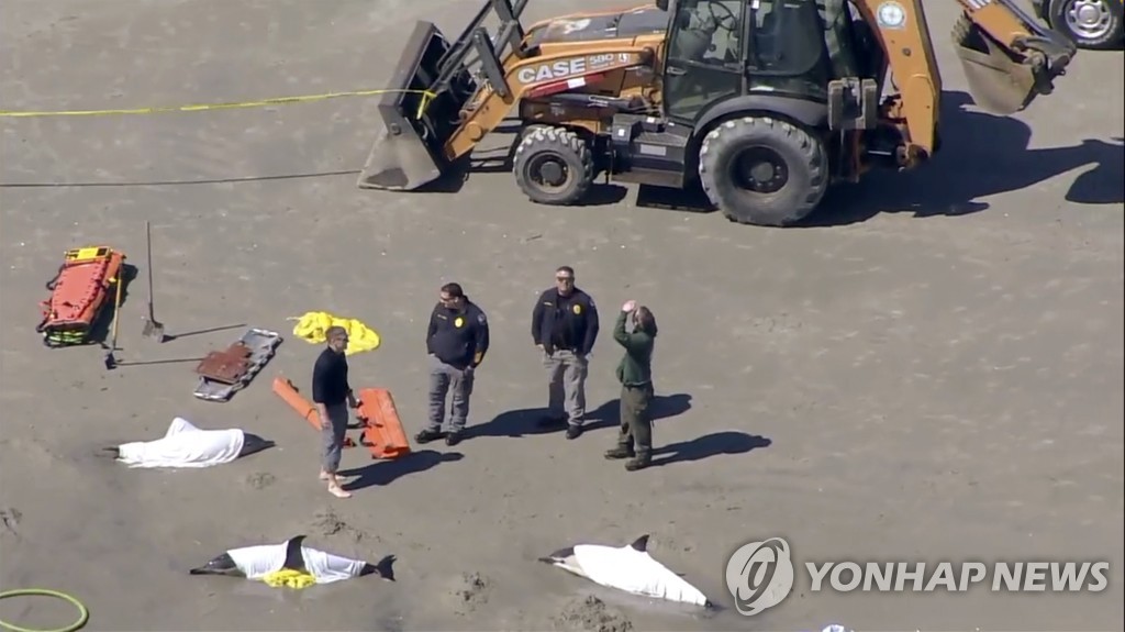 '고래에 팽귄에' 세계 곳곳 해양생물 해변서 떼죽음 왜