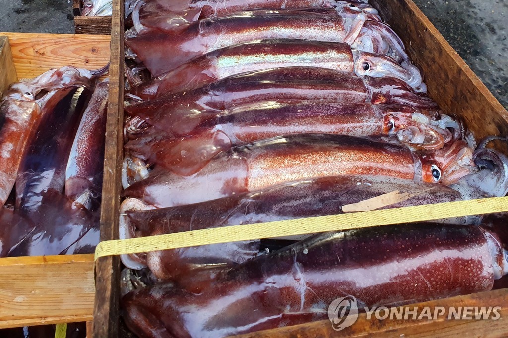 건멸치·살오징어 가격 작년보다 30% 증가…"어획량 부진 원인"
