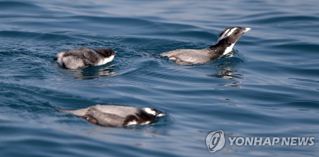 멸종위기 뿔쇠오리 위협 마라도 길고양이 3일 바지선으로 반출