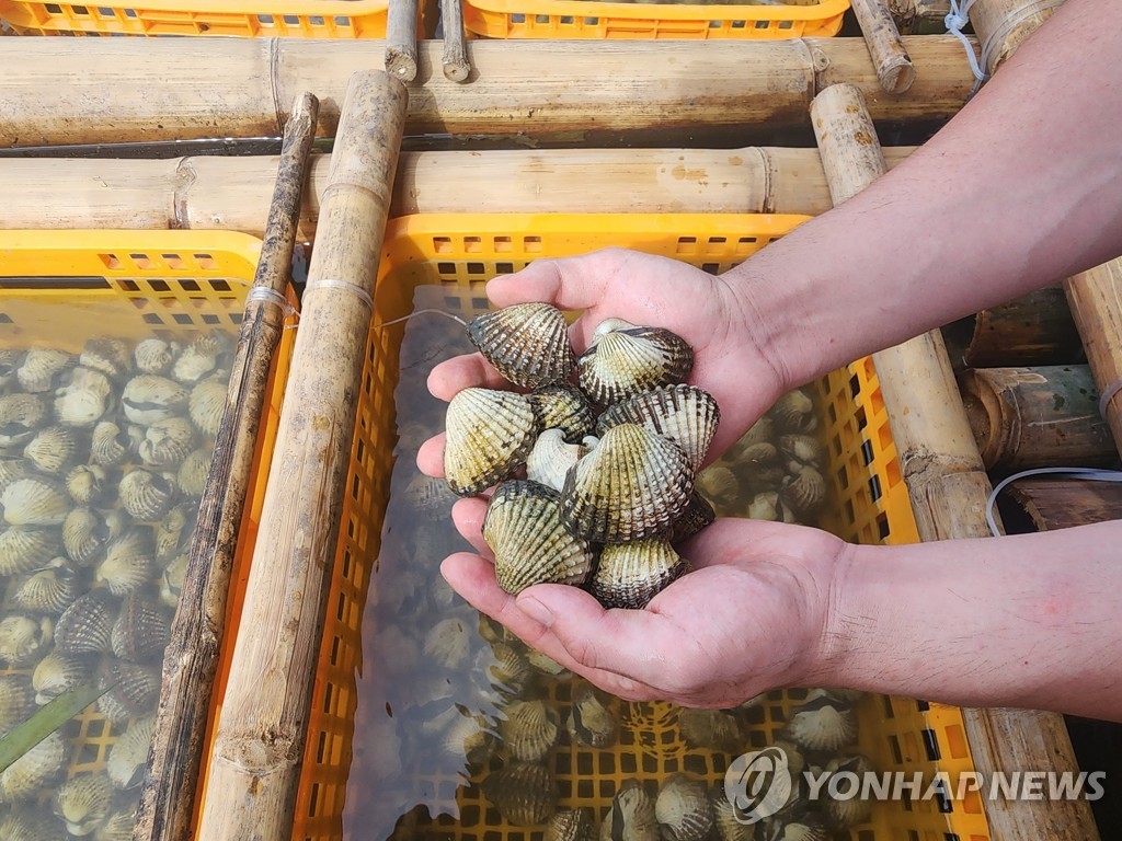 코이카, 필리핀에 참꼬막 종묘장 준공…연 4천만 마리 규모