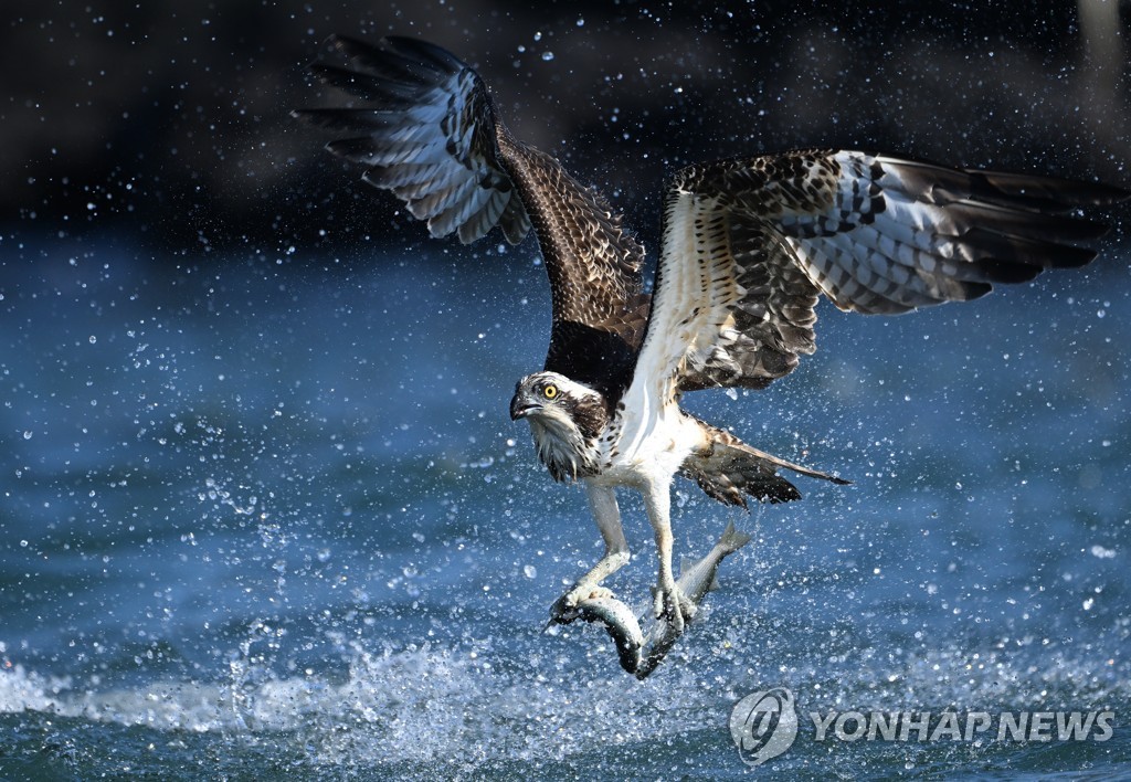 '소혀버섯·해녀콩 아시나요' 희귀 제주 생태 사진전