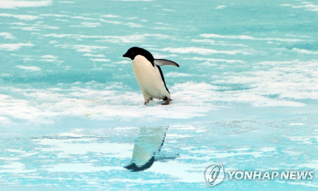 '고래에 팽귄에' 세계 곳곳 해양생물 해변서 떼죽음 왜