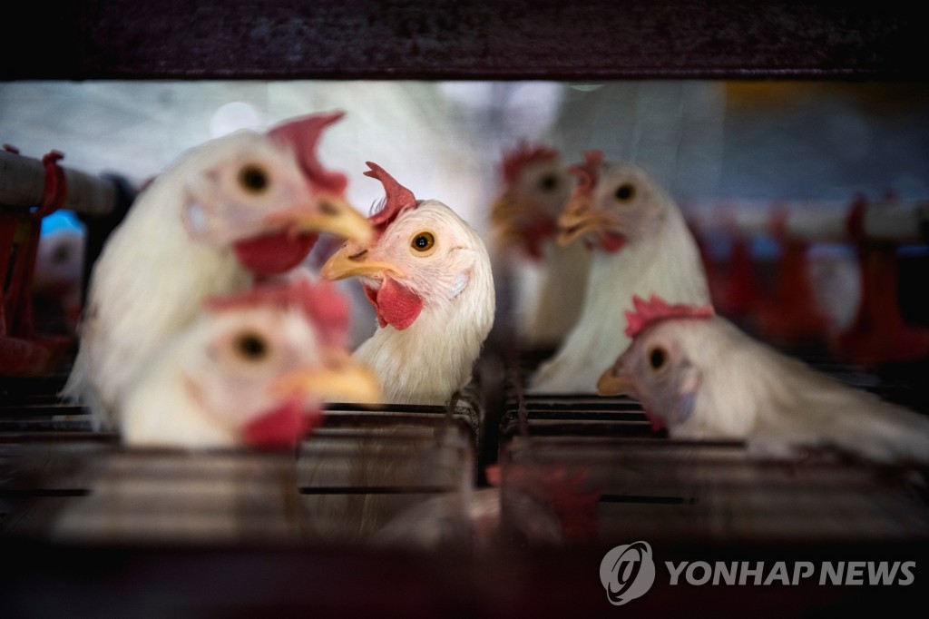 사상 최악 조류독감…미국 정부, 닭에 백신 접종 검토