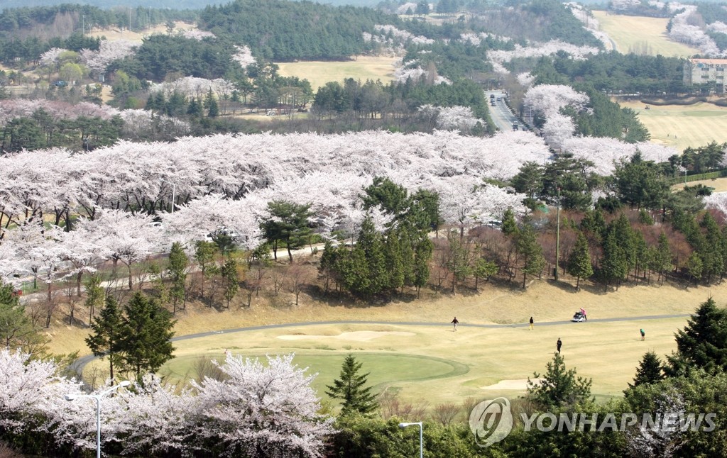 경북 벚꽃 명소 23곳 추천…경주·안동·의성에선 '벚꽃축제'