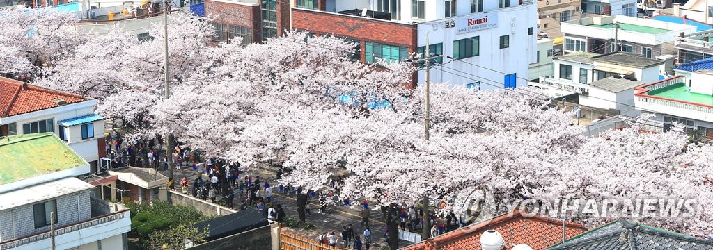 "벚꽃 필 무렵…사랑이야기 품은 제주 '홍랑길' 어때요?"