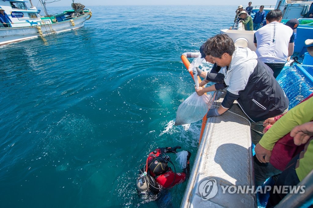 고성 해역에 방류한 명태 지금은?…강원도, 방류 효과 조사