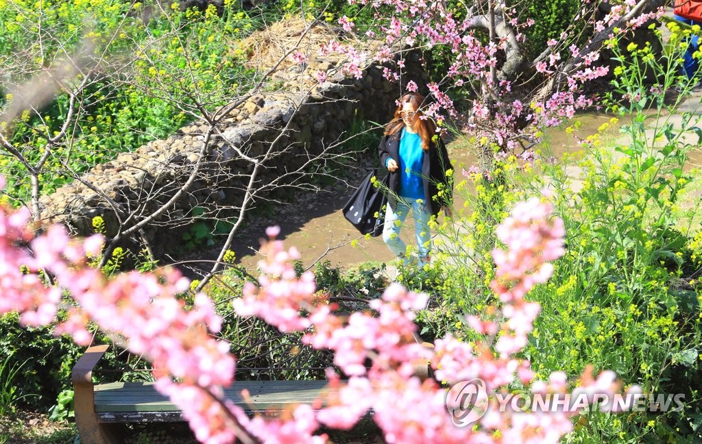 '복사꽃이 돗국물에 빠진 날'…서귀포 봄맞이 축제