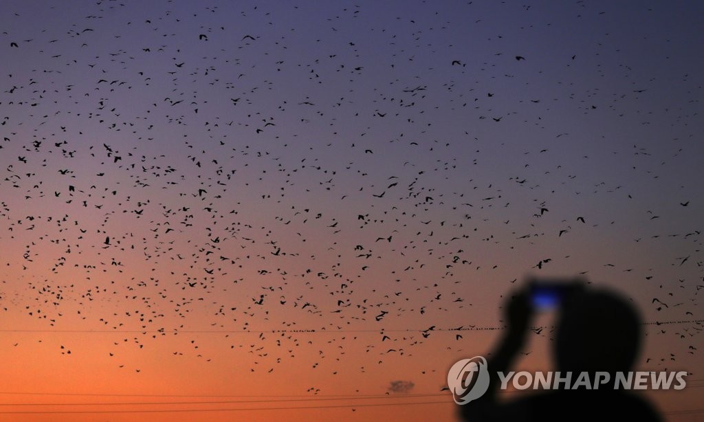 [제주공항 사람들] ⑬"종다리야, 떼까마귀야~ 공항에 놀러 오면 위험해!"