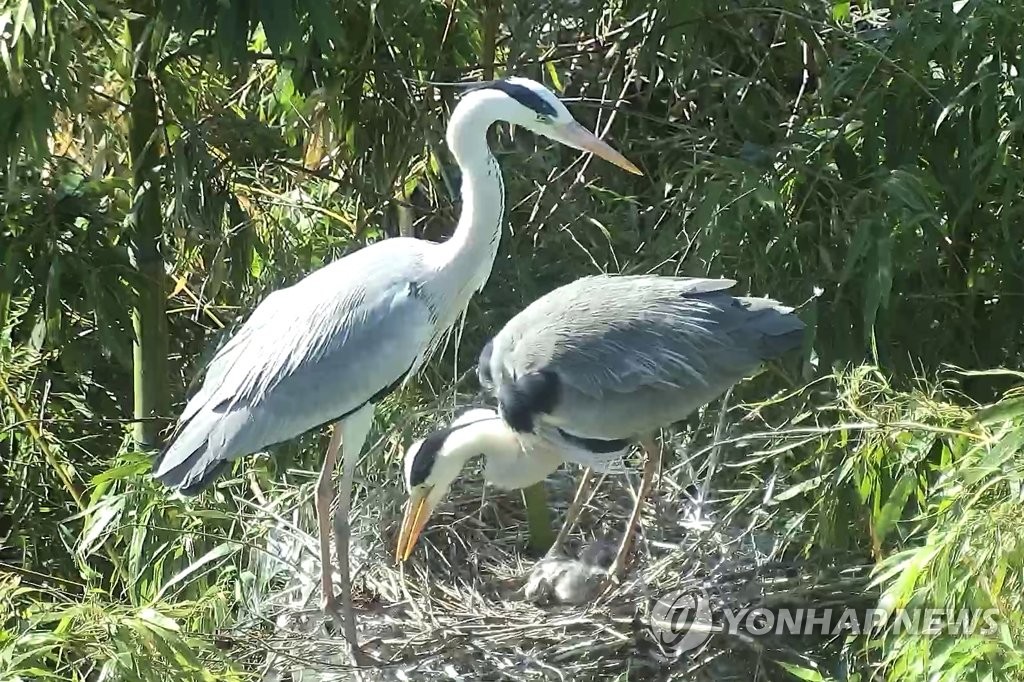 울산 태화강 하중도에 '물새 관찰장' 운영