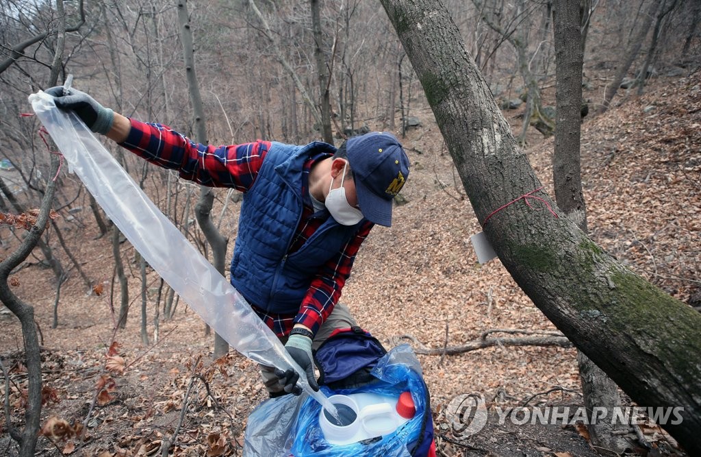 양평군 단월면서 18∼19일 고로쇠축제