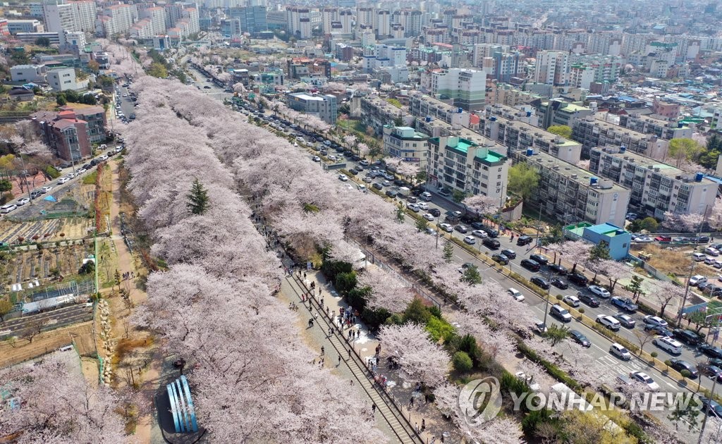 진해군항제 혼잡 우려…창원시 "임시주차장→셔틀버스 이용당부"