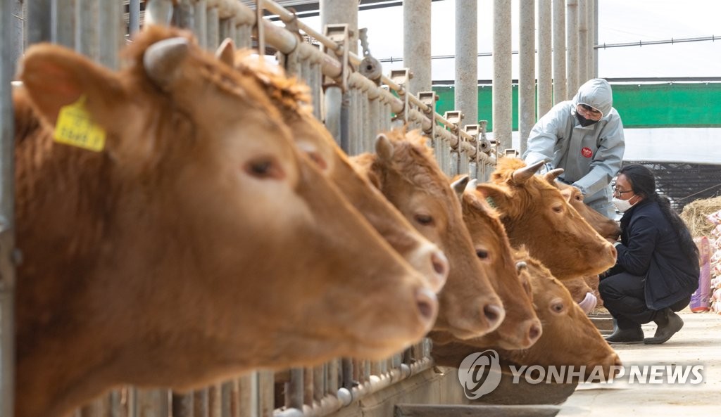 농식품부, 소·염소 사육 농가 구제역백신 일제접종 | 한국경제 농식품부, 소·염소 사육 농가 구제역백신 일제접종