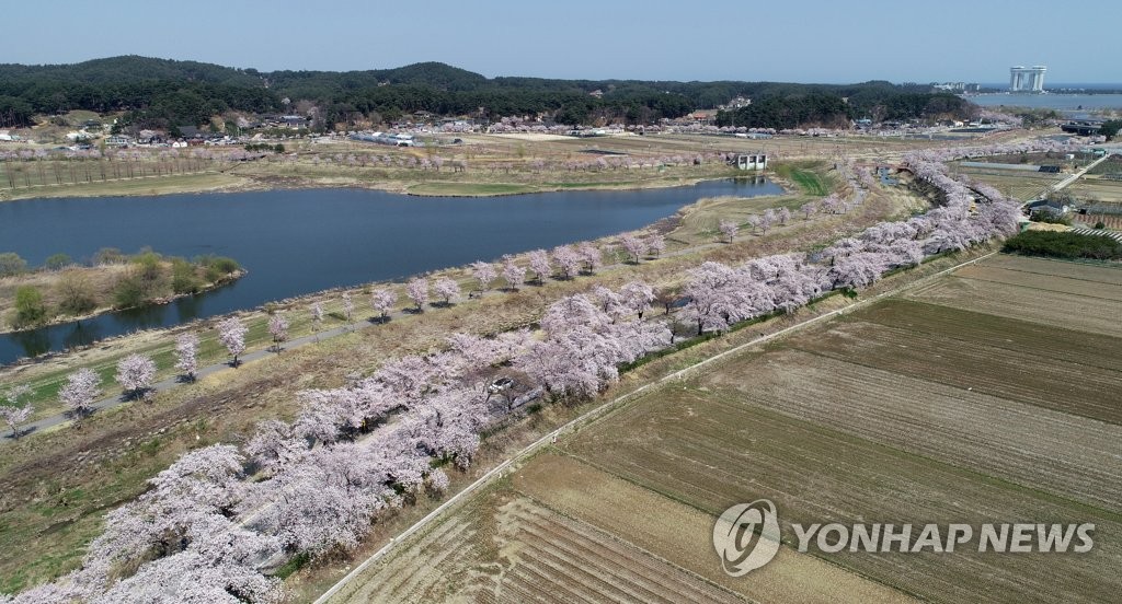 '경포, 벚꽃에 물들다'…강릉시, 벚꽃 축제 4년 만에 재개