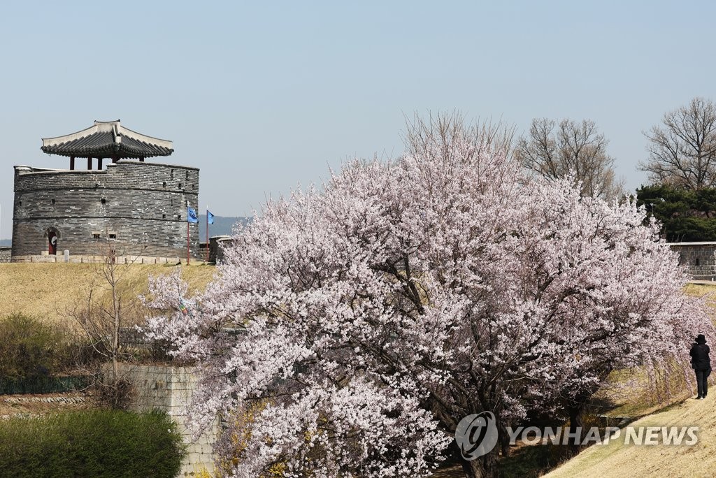 이미 활짝 핀 벚꽃…4년 만에 열리는 봄꽃축제 어쩌나