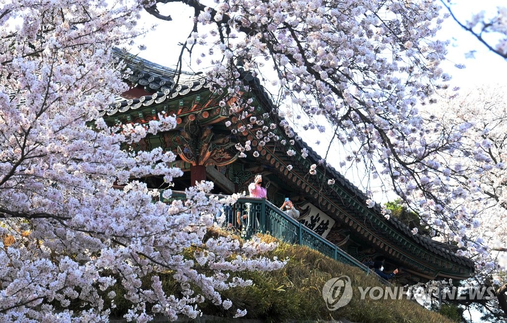 강릉 벚꽃이 피기 시작했는데…경포 축제 앞서 만개하면 어쩌나