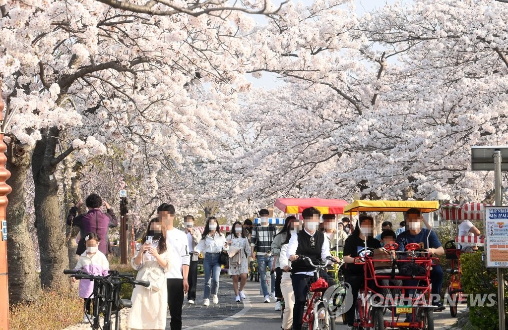 '경포, 벚꽃에 물들다'…강릉시, 벚꽃 축제 4년 만에 재개