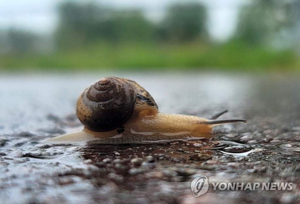 강원 곳곳 오전까지 5㎜ 미만 비…대기 건조 "산불 주의"