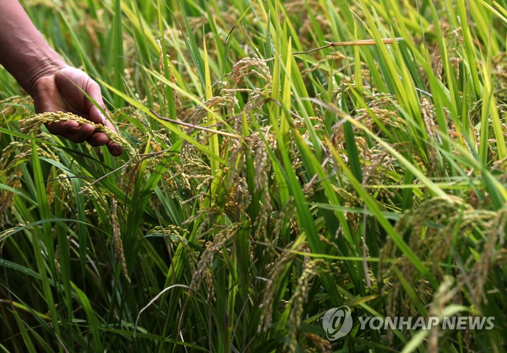양구군, 논 44㏊ 감축 목표로 쌀 적정 생산 추진단 운영