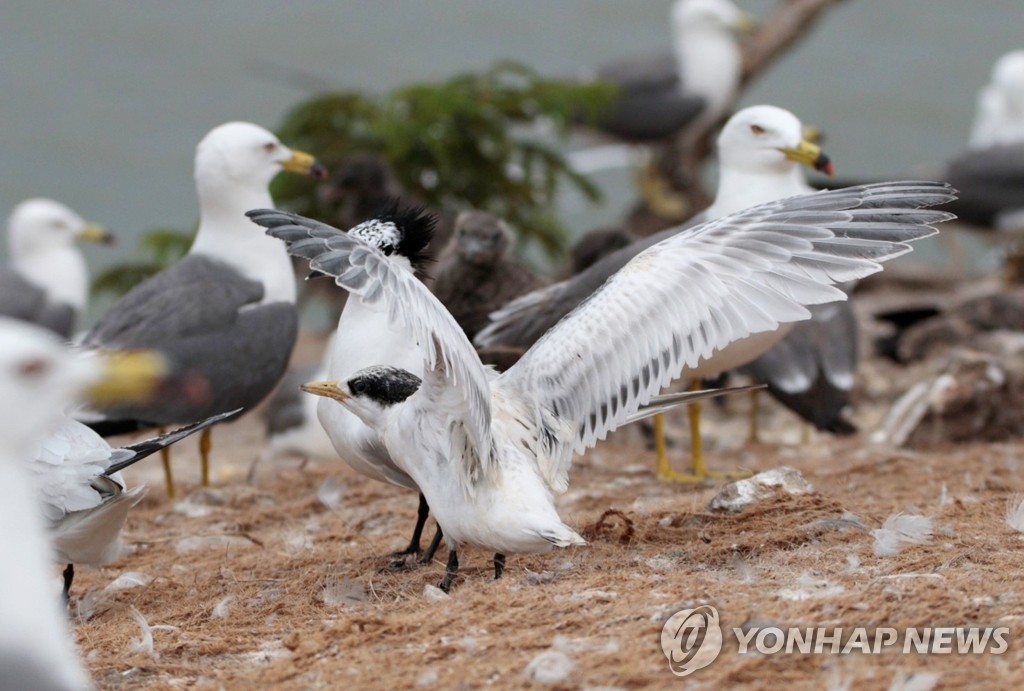 '신비의 철새' 뿔제비갈매기에겐 아이돌보미가 있다