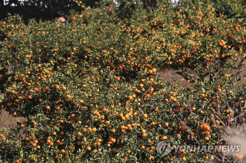 무면허 운전하며 감귤 52상자 훔친 40대 구속