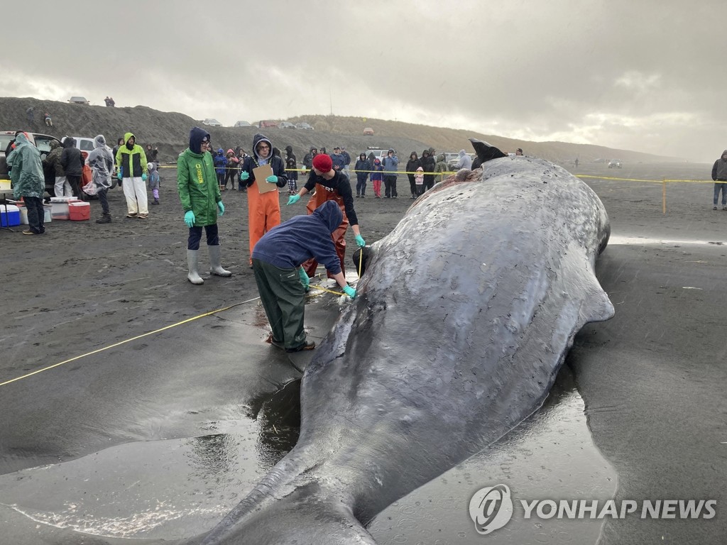 '고래에 팽귄에' 세계 곳곳 해양생물 해변서 떼죽음 왜