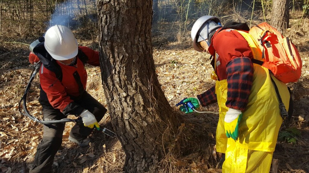 경북 재선충병 피해 최대 수준, 60만그루 제거…안동·경주 극심