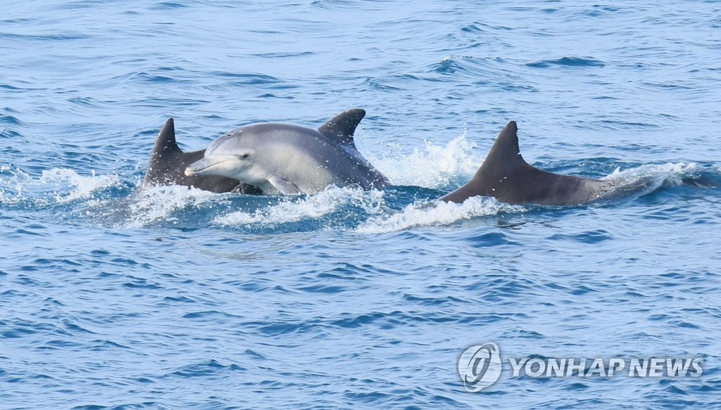 "제주 구좌읍 남방큰돌고래 사진·영상 제보해주세요"