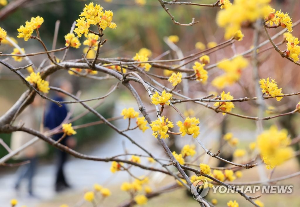 제주 맑고 일교차 커…낮 최고 15∼18도