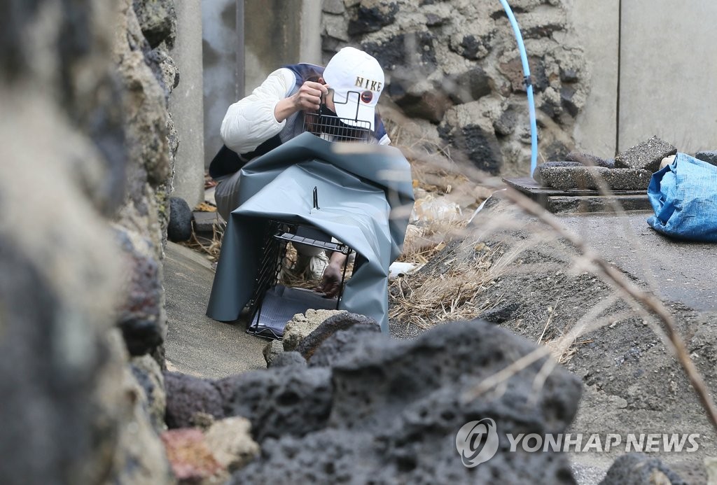 멸종위기 뿔쇠오리 위협 마라도 길고양이 3일 바지선으로 반출