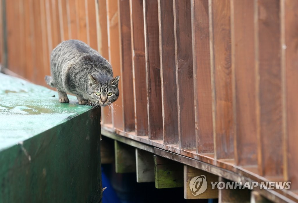 한참을 망설이던 마라도 길고양이…"포획 틀 안으로 쏙~"