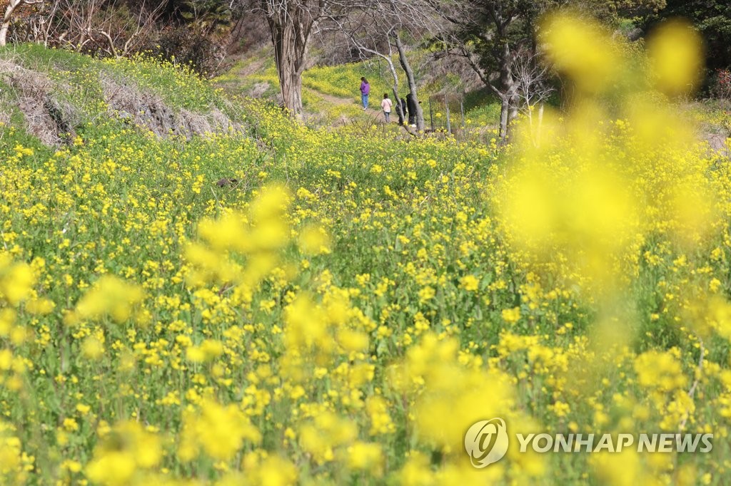 이제 봄…주말부터 당분간 맑고 따뜻, 매우 건조해 '불조심'