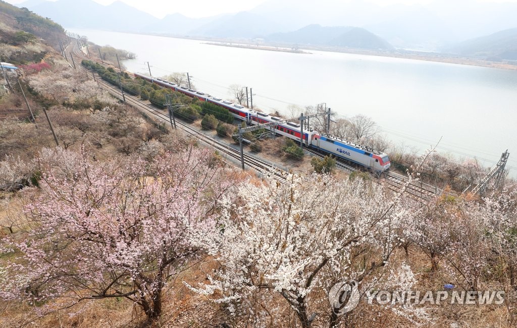 남녘에서 올라오는 봄소식…매화향 그윽한 낙동강