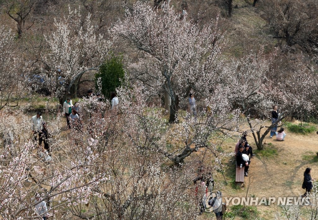 남녘에서 올라오는 봄소식…매화향 그윽한 낙동강