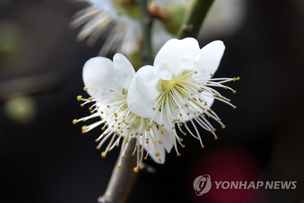 오늘도 완연한 봄 날씨…중부지방, 내일 오전까지 봄비