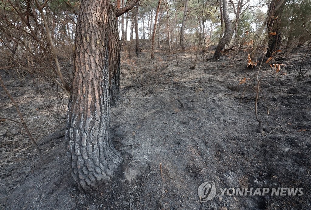 경남도, 대형산불 발생 시·군에 '페널티'…산불 특별대책 마련