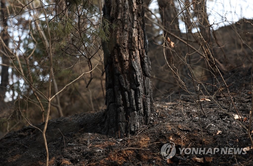 축구장 230개 면적 태운 합천 산불 주범은 '담배꽁초'