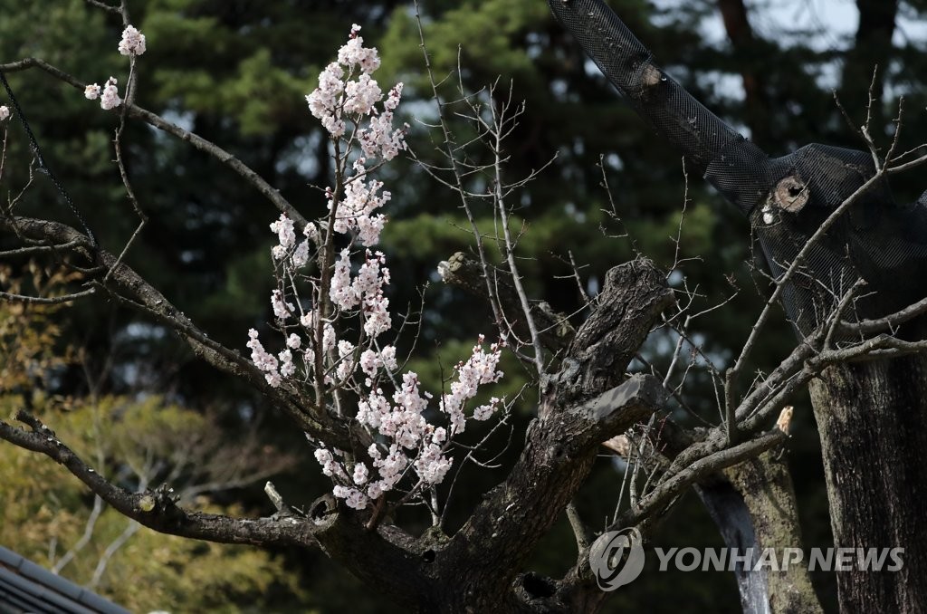 수령 600년 천연기념물 오죽헌 율곡매, 고사 위기 속 '활짝'